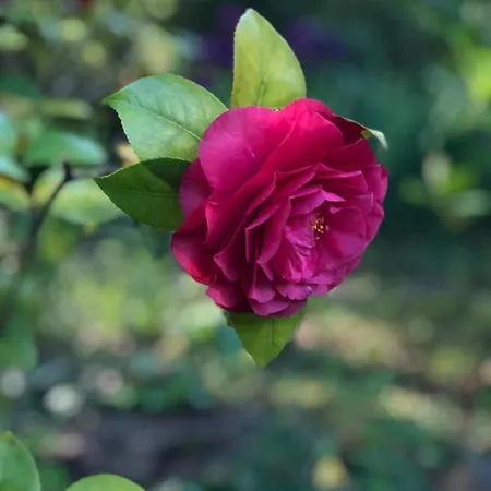 בית נופש Les Cedres *