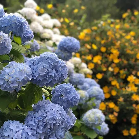 בית נופש Les Cedres