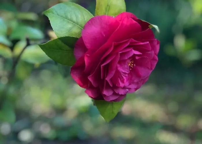 Casa vacanze Les Cèdres *